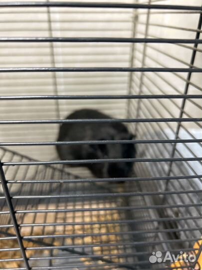 Морская свинка