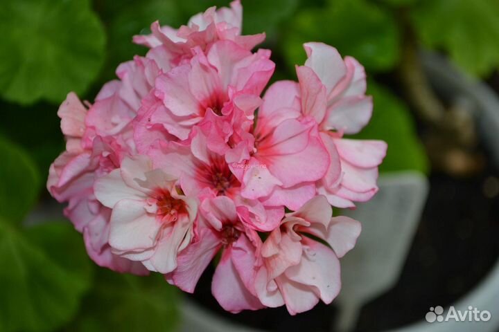 Пеларгония сортовая