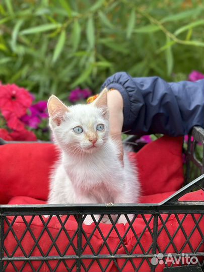 Кошка в дар