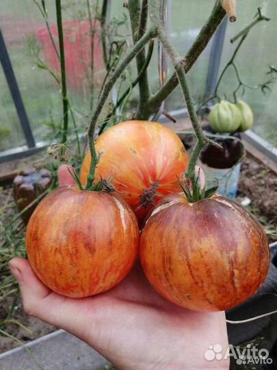 Семена томатов