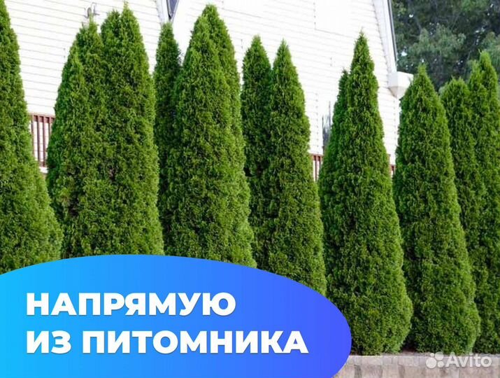 Туя брабант 1.7 м