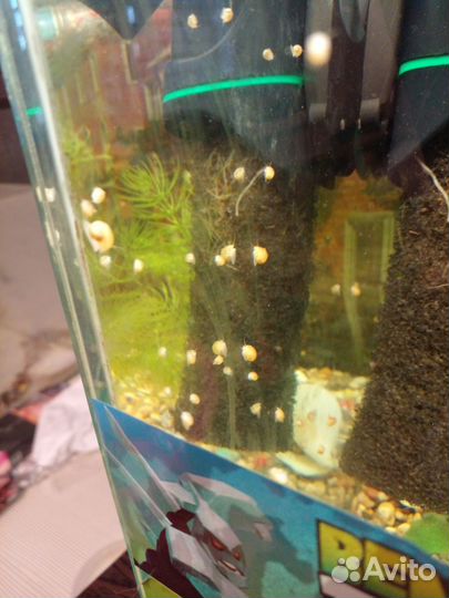 Малыши ампулярии