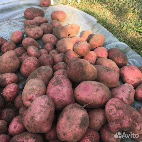 Продам картофель