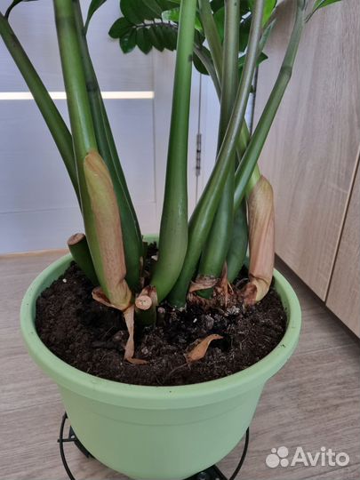 Замиокулькас