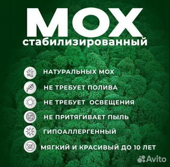 Панно с натуральным мхом, озеленение стен мхом