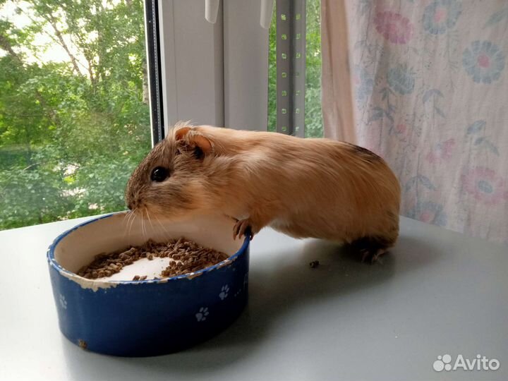 Морские свинки