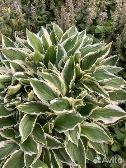 Хосты кустики