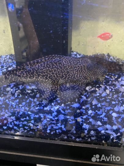 Аквариумный сом парчовый птеригоплихт