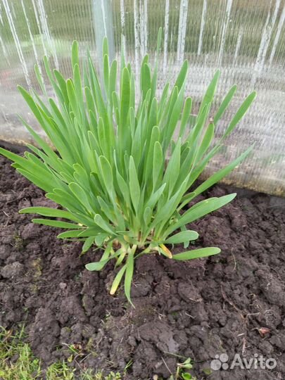 Лук,цветы многолетние