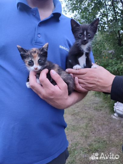 Отдадим в добрые заботливые руки котят