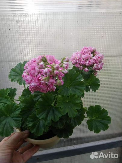 Пеларгония герань Anita