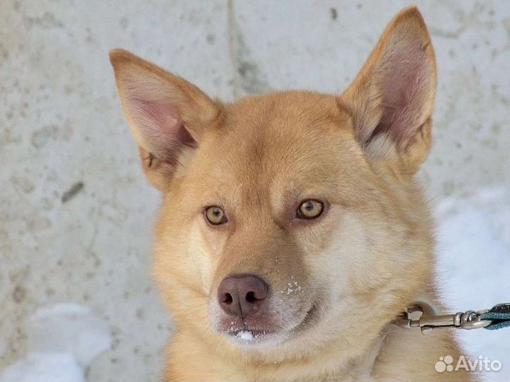 Собаки бесплатно в добрые руки
