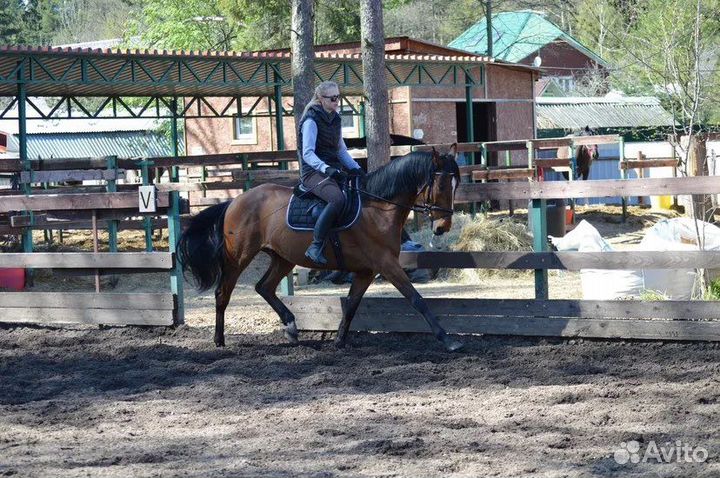 Аренда лошади