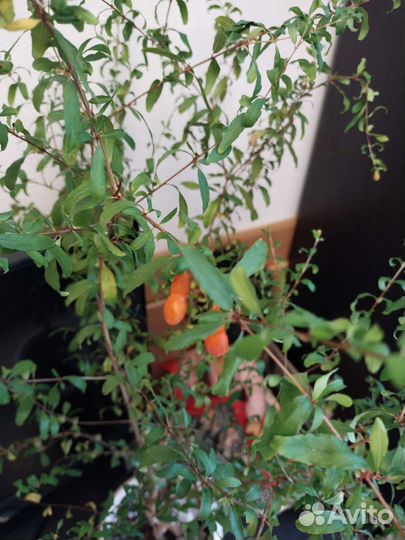 Гранат комнатный карликовый Нана