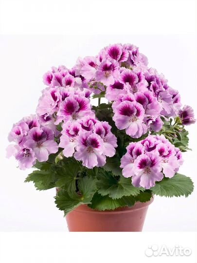 Герань Пеларгония