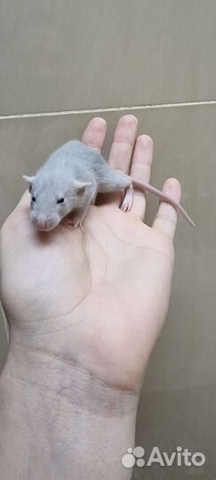 Крысята голубые крысята крысы крысята дамбо