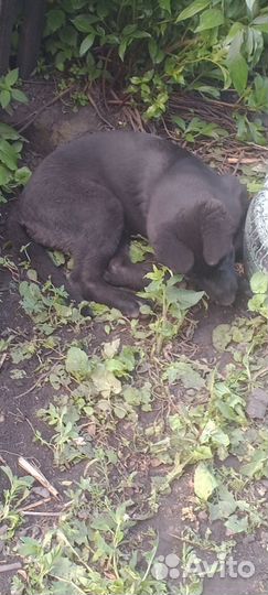 Восточная овчарка