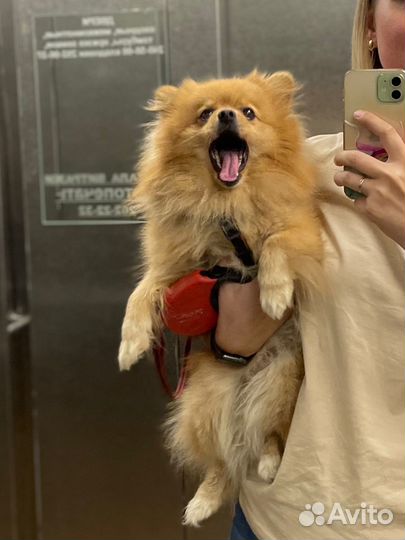 Немецкий шпиц вязка