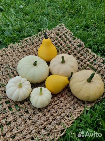 Тыква декоративная для декора, букета, фотосессии