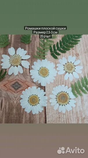 Плоская сныть, сухие цветы для творчества