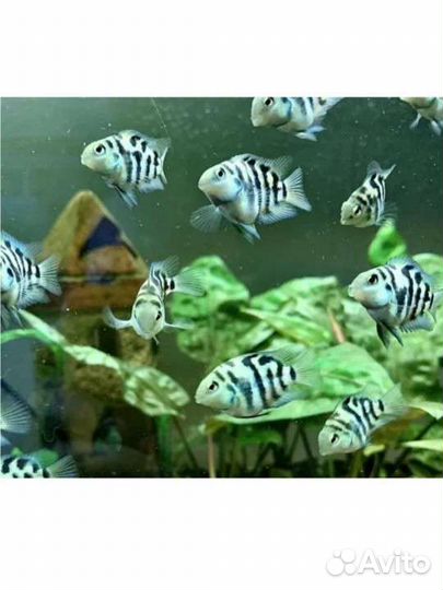 Аквариумная рыба,сапфировый попугай