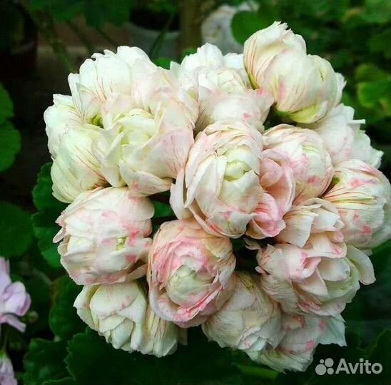 Пеларгония герань