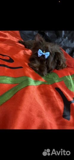 Бивер, шоколад