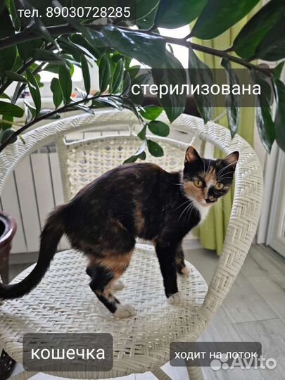 Кошка в дар