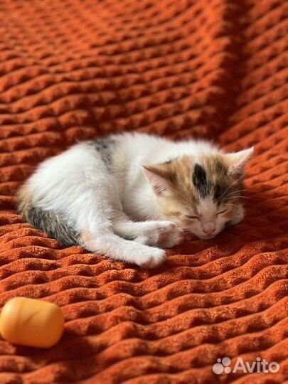 Котенок в добрые руки