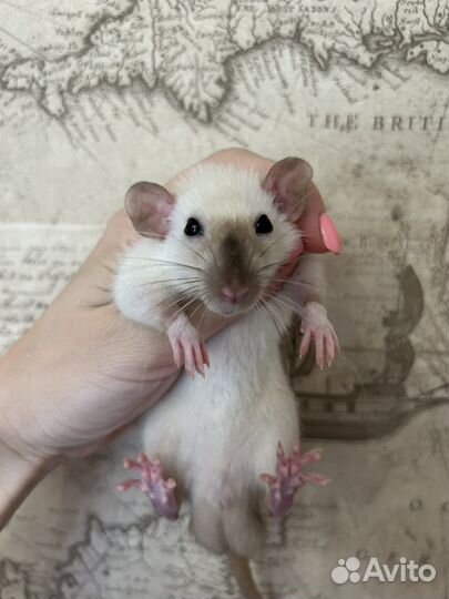 Крысята Дамбо из проф Питомника.Доставка