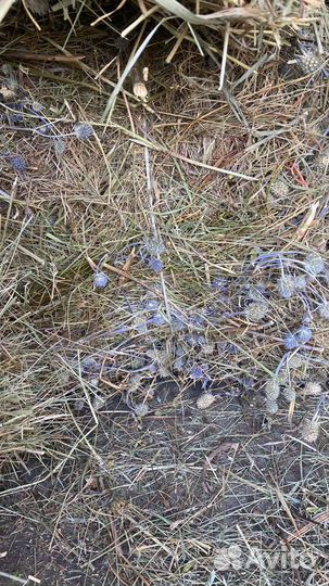 Сено в тюках