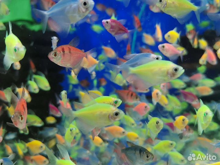 Аквариумные рыбки