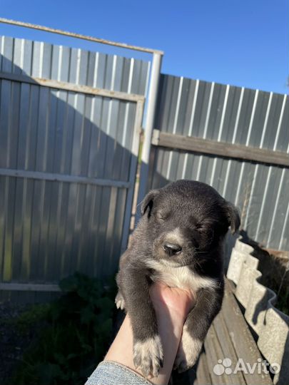 Щенки алабая