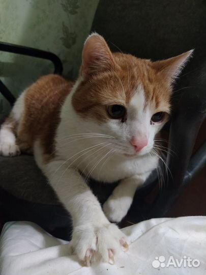 Кот Кеша в добрые руки