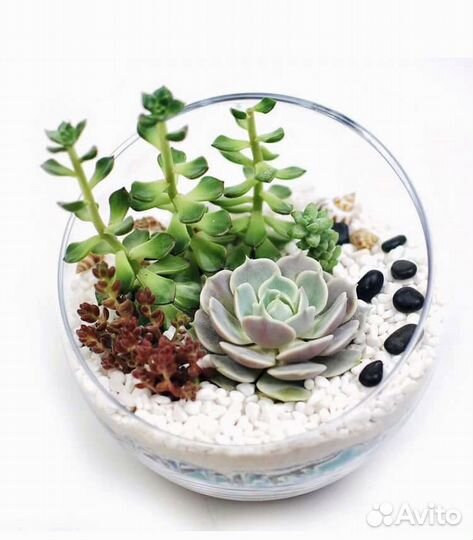 Флорариум круглый