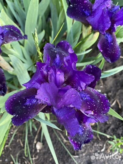 Ирисы карликовые