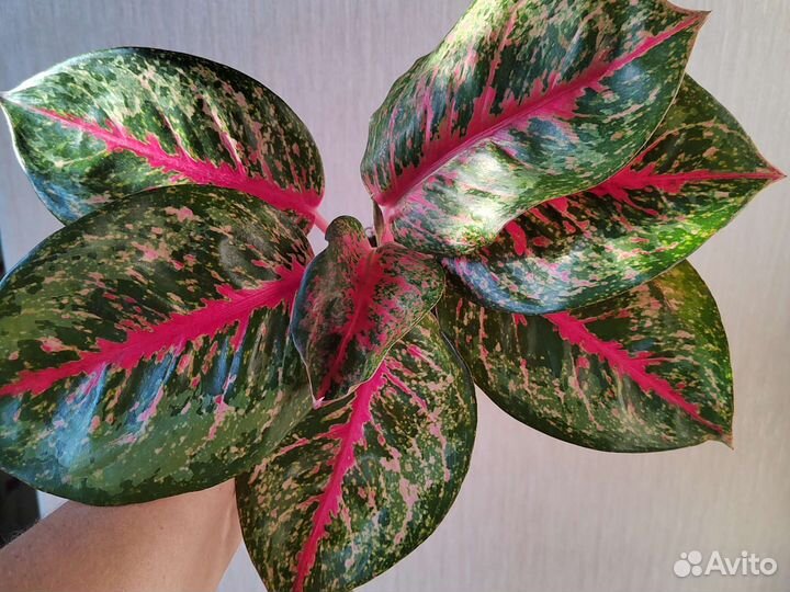 Аглаонемы, экзотические цветы