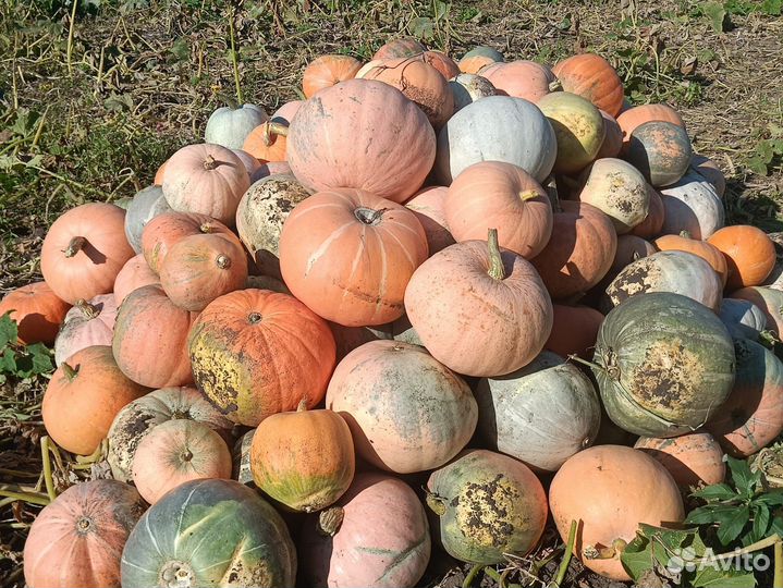 Тыква кормовая