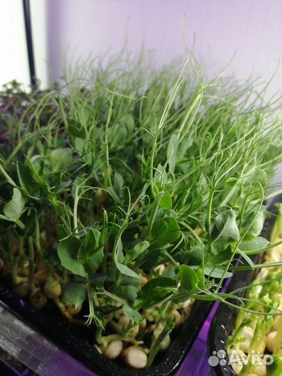 Микрозелень горох