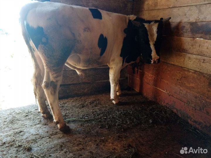 Продам быка