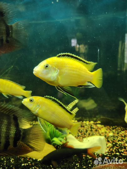 Аквариумные рыбки