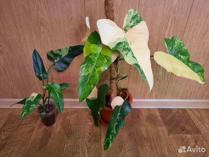 Филодендроны