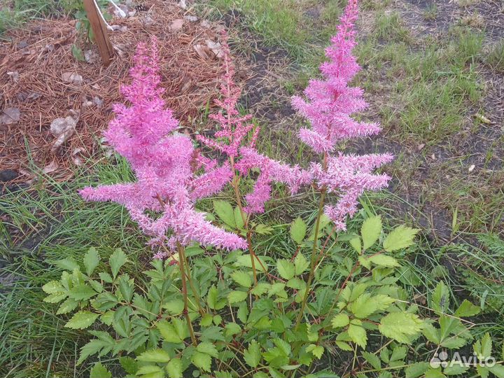 Астильба саженцы