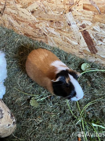 Морская свинка