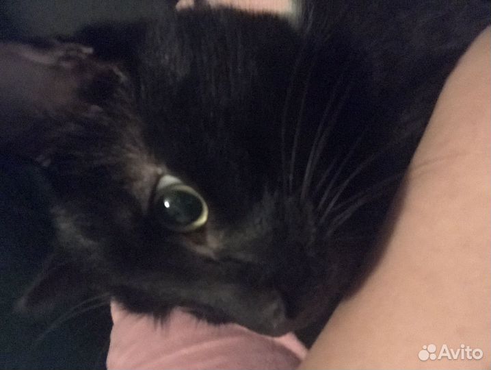 Кот