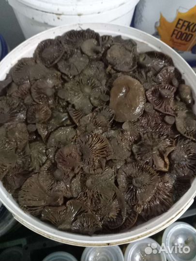 Грибы рыжики соленые