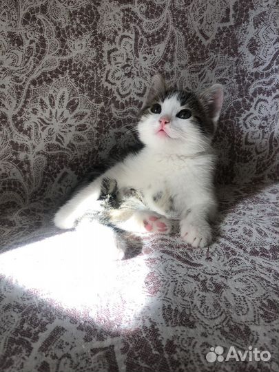 Котенок Лютик