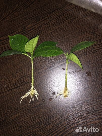 Табернемонтана махровая