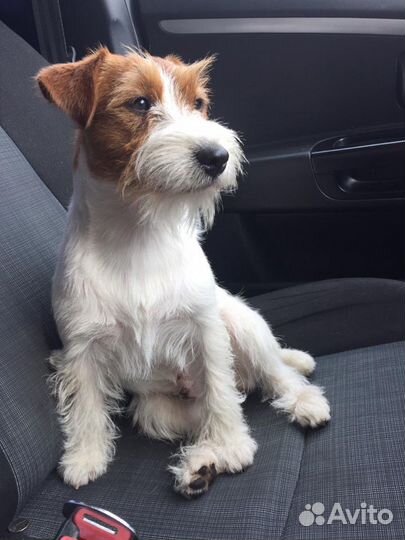 Джек Рассел терьер вязка