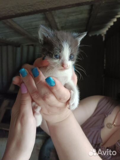 Котята крысоловы